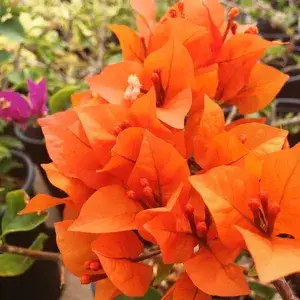 Bougainvillea Orange Orchid (Grafted)? Flowering Plant (Pack Of 1) Buy @ ₹499