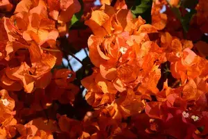 Bougainvillea Orange Orchid (Grafted)? Flowering Plant (Pack Of 1) Buy @ ₹499