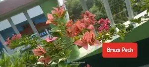 Bougainvillea Peach Live Flower Plant ( Pack Of 1 ) Buy @ ₹499