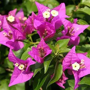 Bougainvillea Purple Flowering Live Plant For Shrub/Home Gardening (Pack Of 1) Buy @ ₹499