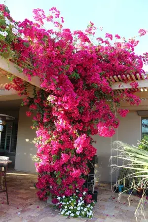 Bougainvillea Shrub Flower Plant & Tree For Home Decor/Garden (1.5-3.5 Ft Height) Pack Of 1 Buy @ ₹499