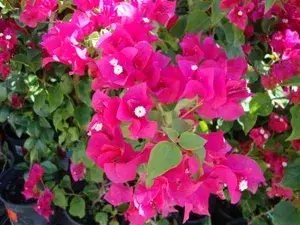 Bougainvillea Shrub Flower Plant & Tree For Home Decor/Garden (1.5-3.5 Ft Height) Pack Of 1 Buy @ ₹499