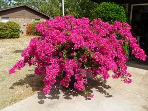 Bougainvillea Shrub Flower Plant & Tree For Home Decor/Garden (1.5-3.5 Ft Height) Pack Of 1 Buy @ ₹499