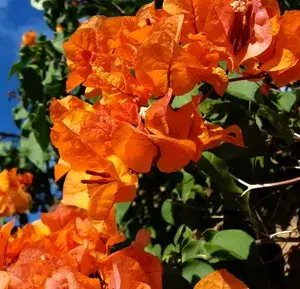 Bougainvillea Orange Roseville Thoka (Grafted) ? Flowering Plant ( Hybrid, Pack Of 1) Buy @ ₹499
