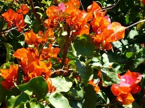 Bougainvillea Orange Roseville Thoka (Grafted) ? Flowering Plant ( Hybrid, Pack Of 1) Buy @ ₹499