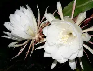 Brahma Kamal Flowering Live Plant For Home Gardening White Brahma Kamal Night Flower Plant (Pack Of 1) Buy @ ₹499