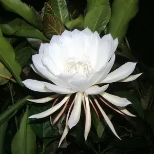 Brahma Kamal White Flower Highly Benefited Plant For Home Gardening (Pack Of 1) Buy @ ₹499