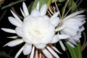 Brahma Kamal (White) Flower Plant For Your Sweet Home Garden Highly Benefited Brahma Kamal Plant Height 1.5-3.5 Ft (Pack Of 1) Buy @ ₹499