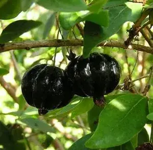 Brazilian Hybrid Black Cherry Fruit Plant (Pack Of 1) Buy @ ₹1199