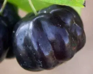 Brazilian Hybrid Black Cherry Fruit Plant (Pack Of 1) Buy @ ₹1199