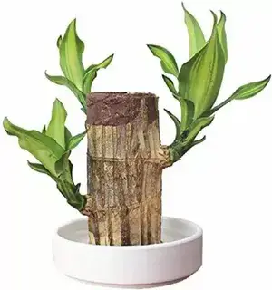 Brazilian Lucky Wood Plant For Your Sweet Home Decor/Gardening Brazilian Lucky Bamboo Healthy Indoor Plant (Air Purifying) Pack Of 1 Buy @ ₹299