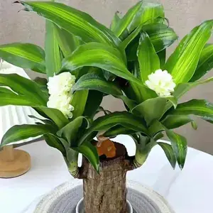 Brazilian Lucky Wood Plant For Your Sweet Home Decor/Gardening Brazilian Lucky Bamboo Healthy Indoor Plant (Air Purifying) Pack Of 1 Buy @ ₹299