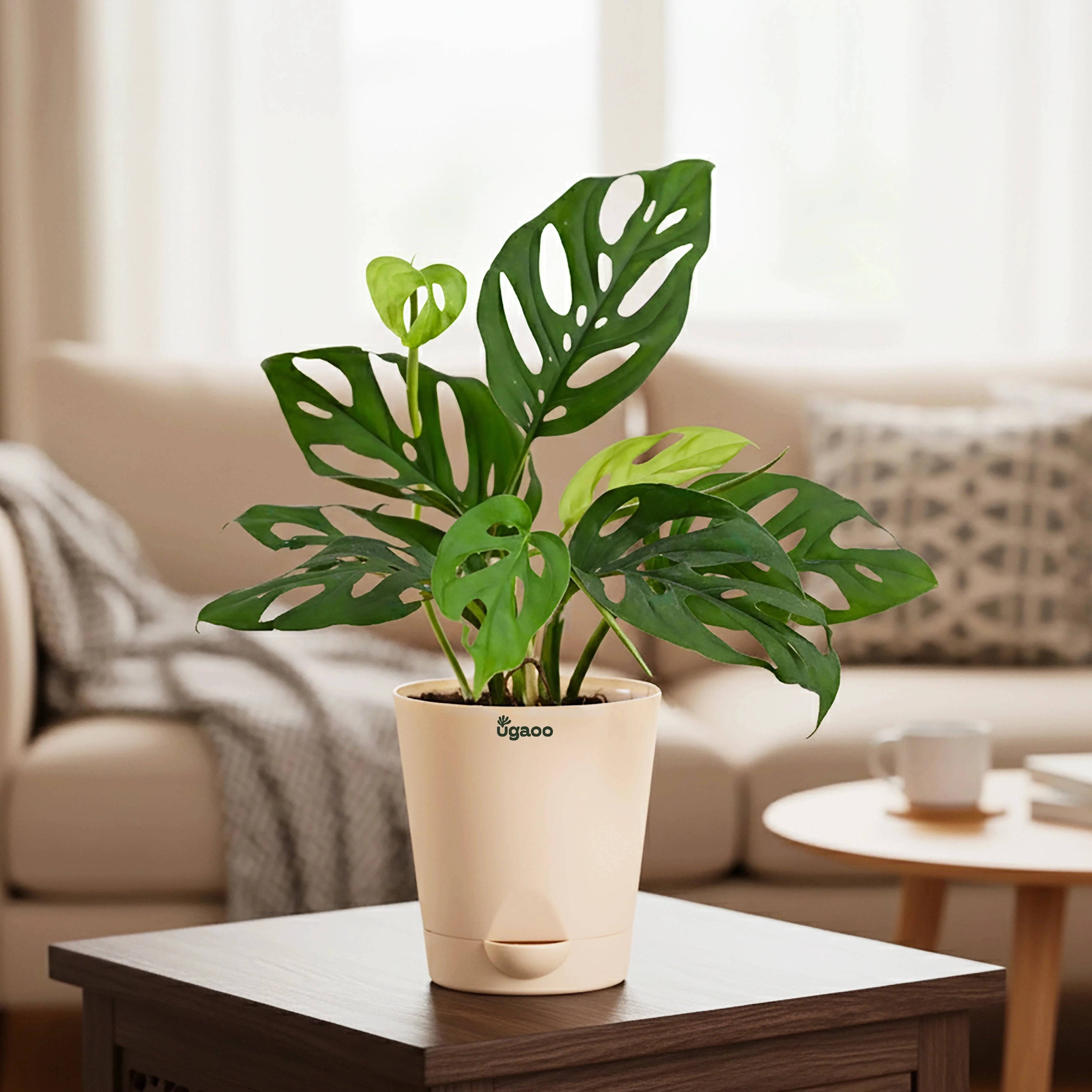 Broken Heart Plant