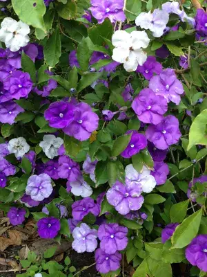 Brunfelsia Latifolia Color Changing Live Flower Plant For Your Sweet Home Garden, Pack Of 1 Buy @ ₹499