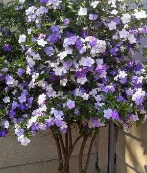 Brunfelsia Latifolia Color Changing Live Flower Plant For Your Sweet Home Garden, Pack Of 1 Buy @ ₹499