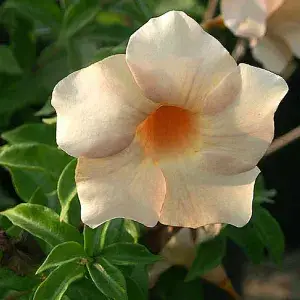 Bush Gray Allamanda ? Flowering Shrubs ( Pack Of 1 ) Buy @ ₹499