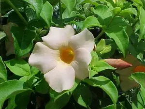 Bush Gray Allamanda ? Flowering Shrubs ( Pack Of 1 ) Buy @ ₹499