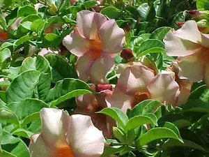 Bush Gray Allamanda ? Flowering Shrubs ( Pack Of 1 ) Buy @ ₹499