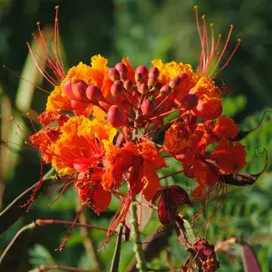 Caesalpinia / Shankasur Red ? Flowering Shrubs Plant ( Pack Of 1 ) Buy @ ₹499