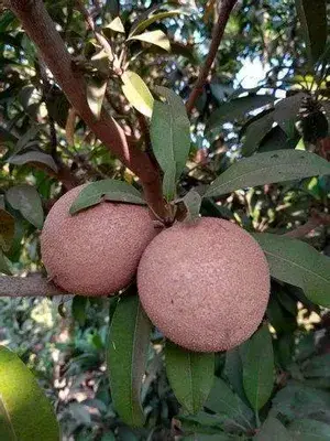 California Hybrid Chikoo/Chiku/Sapota Fruit Plant (Grafted, Pack Of 1) Buy @ ₹499