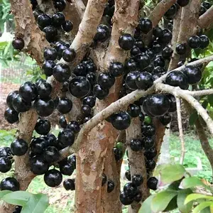 California Hybrid Jaboticabas Live Fruit Plant (Grafted, Pack Of 1) Buy @ ₹1199