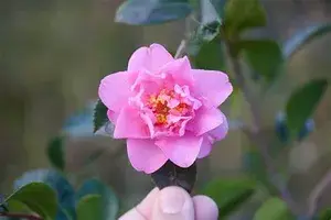 Camellia Flower Plant (Pack Of 1) Buy @ ₹499