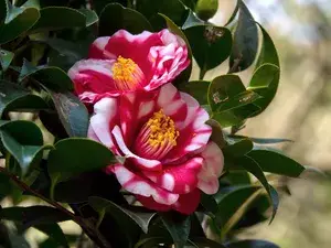 Camellia Red 1.5-3.5 Ft Flower Plant (Pack Of 1) Buy @ ₹499