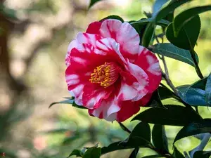 Camellia Red 1.5-3.5 Ft Flower Plant (Pack Of 1) Buy @ ₹499