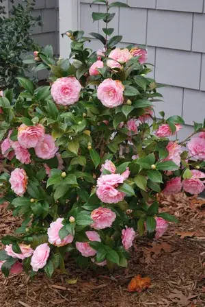 Camellia (Pink) Flowering Shrub Plant & Tree For Your Sweet Home Garden (Pack Of 1) Buy @ ₹499