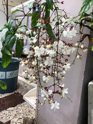 Chains Of Glory (White) Ready To Flower Plant & Tree For Your Sweet Home Decor/Shrub/Bush/Garden (1.5-3.5 Ft Height) Pack Of 1 Buy @ ₹449