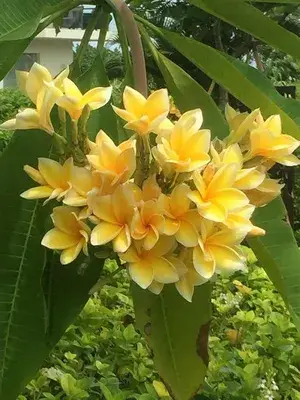 Champa/Plumeria/Champak Live Yellow Beautiful Charming Color Flower Plant & Tree (1.5-3.5 Ft Hight) For Your Sweet Home Gardening (Hybrid, Pack Of 1) Buy @ ₹399