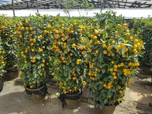 Chinese (Grafted) Sweet Orange Fruit Plant 1.5-3.5 Ft (Pack of 1) Buy @ ₹499