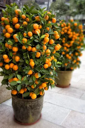 Chinese (Grafted) Sweet Orange Fruit Plant 1.5-3.5 Ft (Pack of 1) Buy @ ₹499