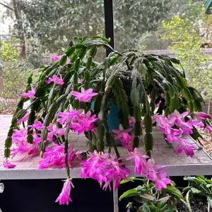 Christmas (Pink) Cactus Zygocactus Live Flower Plant For Home Decor, Suitable For Indoor/Outdoor (Hybrid, Pack Of 1) Buy @ ₹399