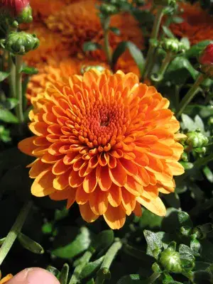Chrysanthemum (Orange) Flowering Shrub Plant & Tree For Your Sweet Home Decor/Garden (1.5-3.5 Ft Height) Well Watered Fast Growing Chrysanthemum/Chandramallika Live Flower Plant (Hybrid, Pack Of 1) Buy @ ₹399