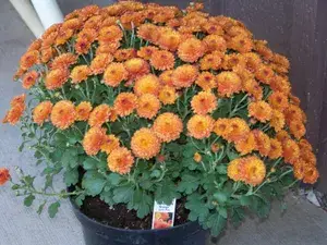 Chrysanthemum (Orange) Flowering Shrub Plant & Tree For Your Sweet Home Decor/Garden (1.5-3.5 Ft Height) Well Watered Fast Growing Chrysanthemum/Chandramallika Live Flower Plant (Hybrid, Pack Of 1) Buy @ ₹399