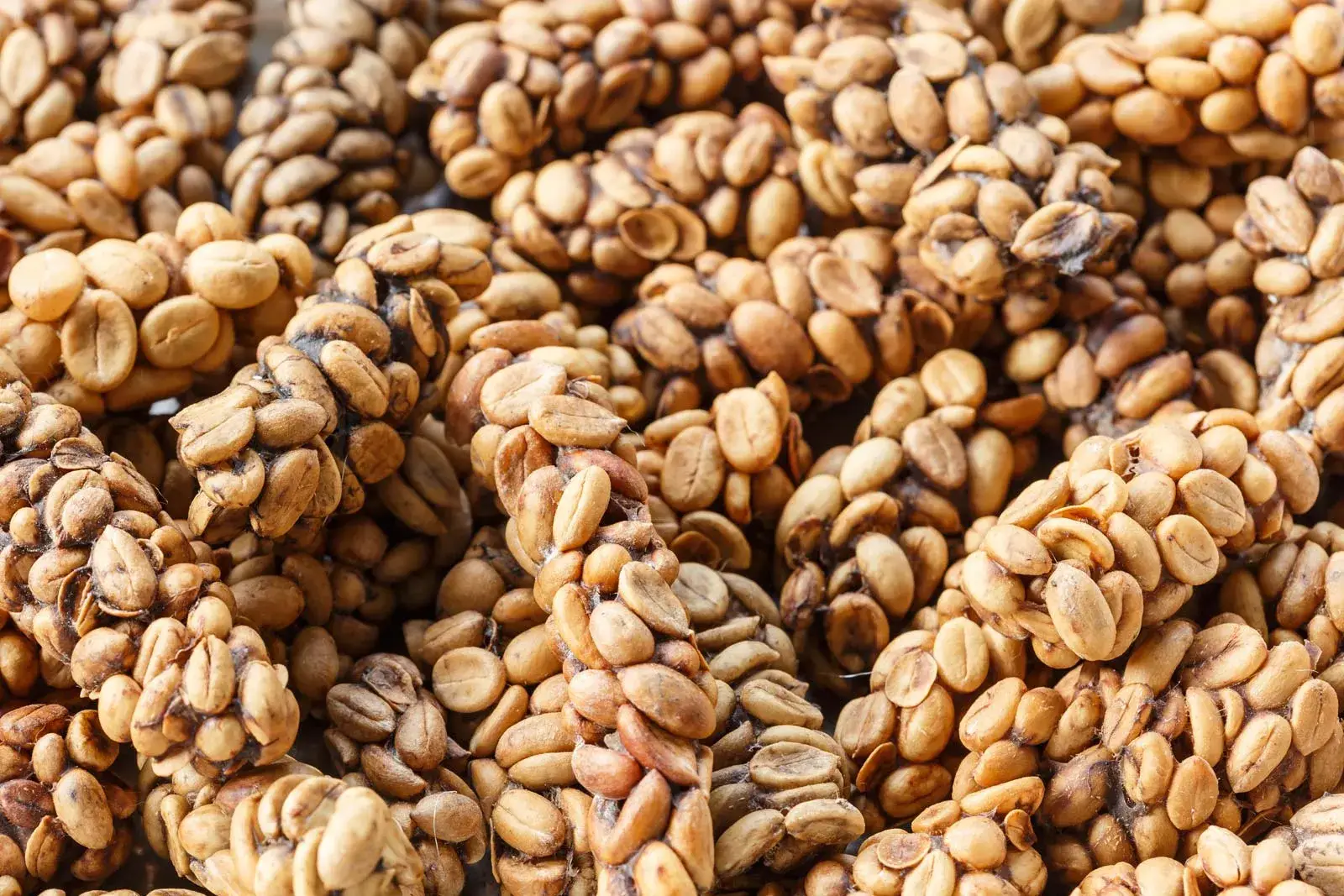Buy  Kopi Luwak Coffee