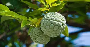 Custard Apple Fruit Plant (Pack of 1) Buy @ ₹499
