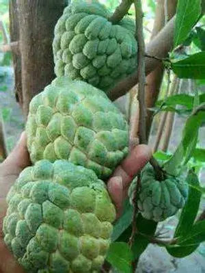 Custard Apple Fruit Plant (Pack of 1) Buy @ ₹499