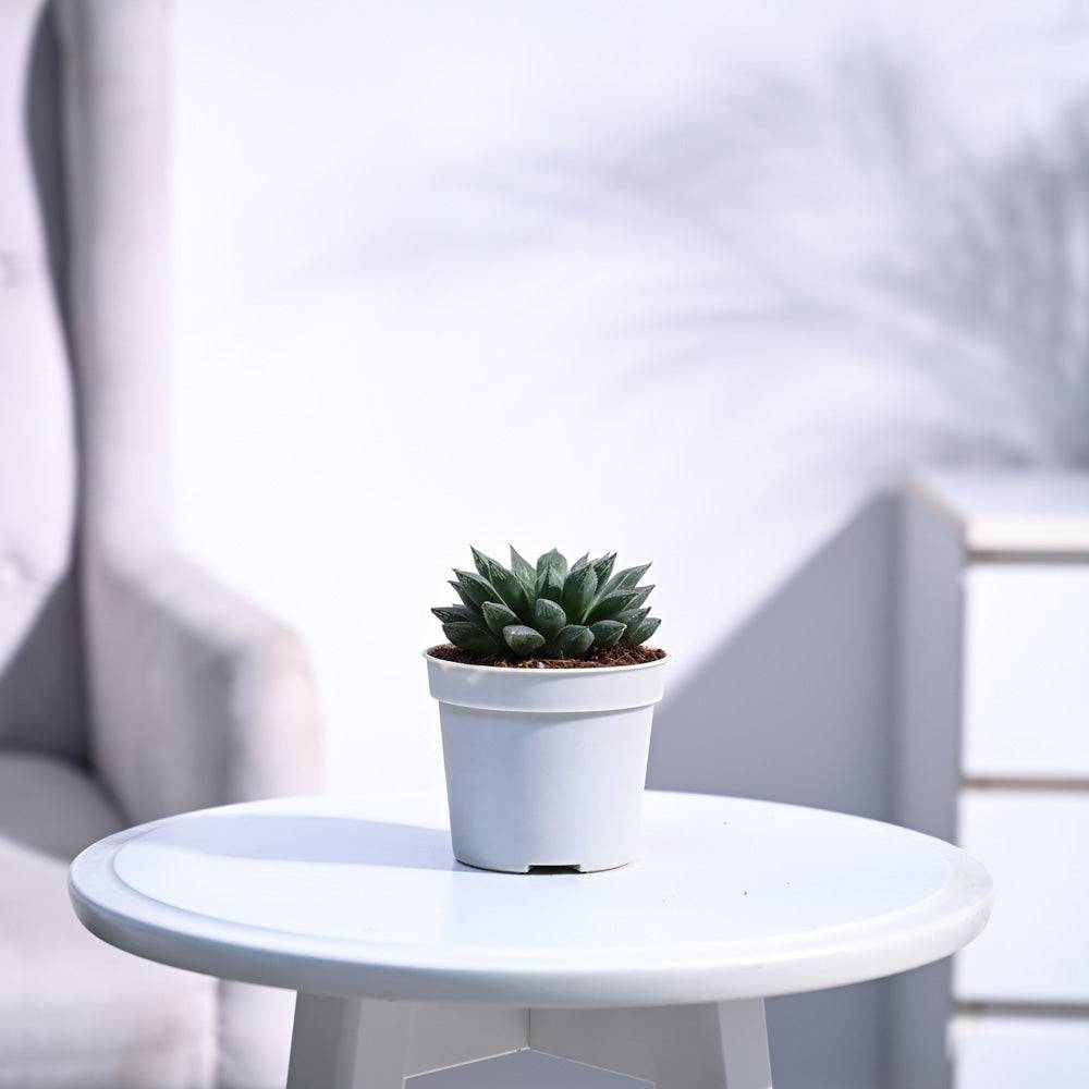 Haworthia Maculata Plant