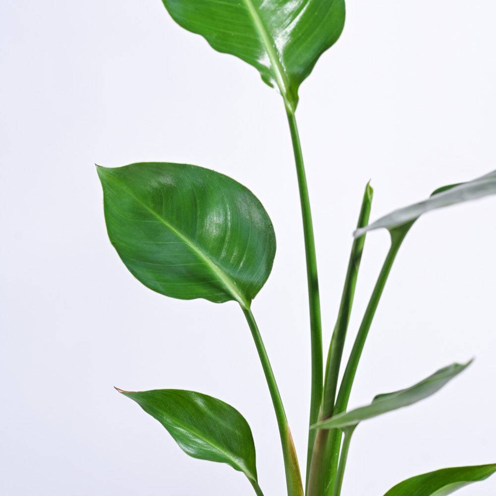 Bird of Paradise Plant