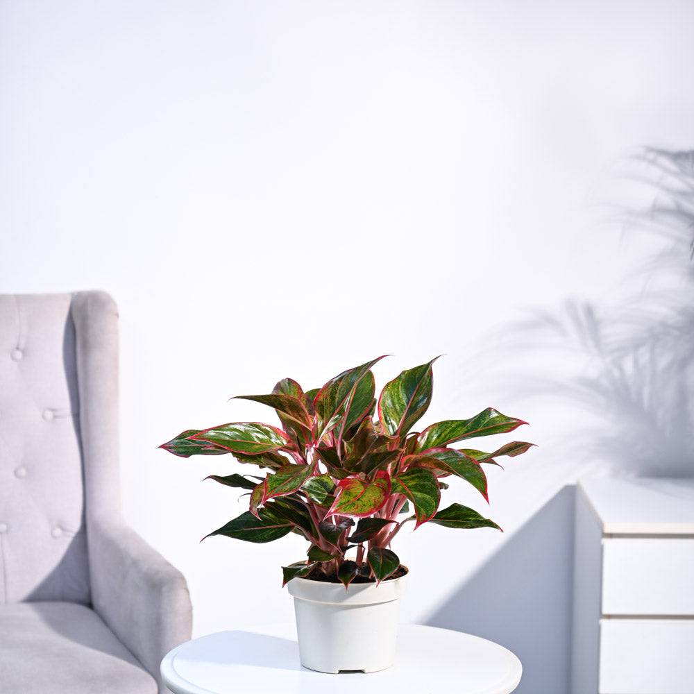Aglaonema Red Plant