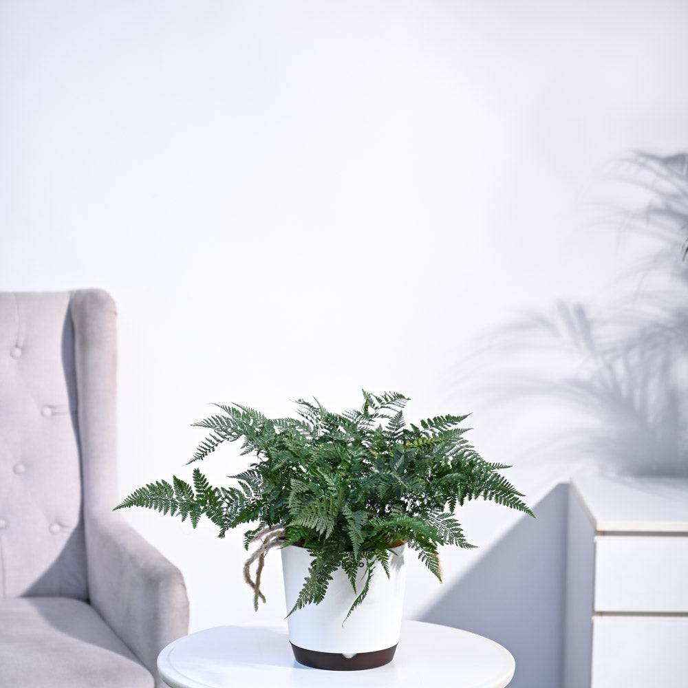 Rabbit's Foot Fern Plant