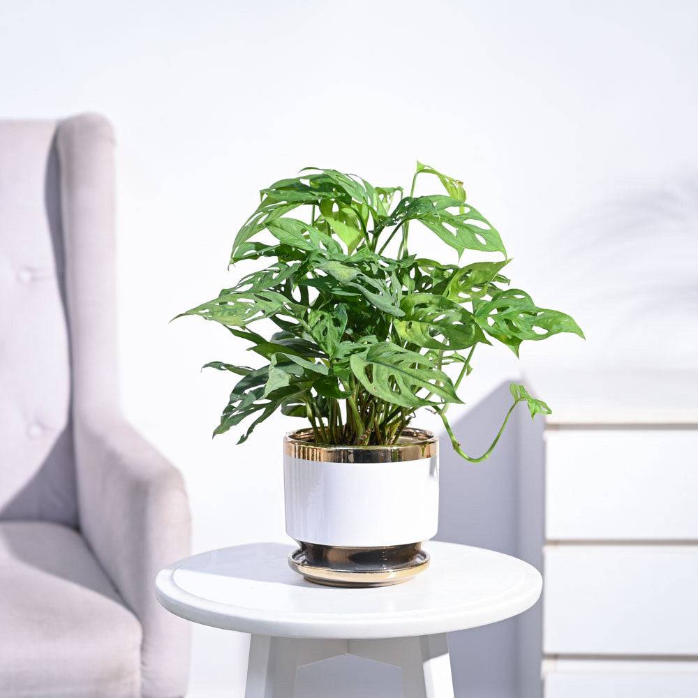Broken Heart Plant