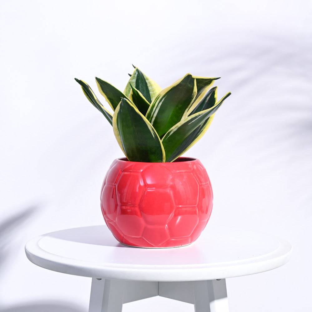 Football Ceramic Pot (5.3 Inch Diameter)