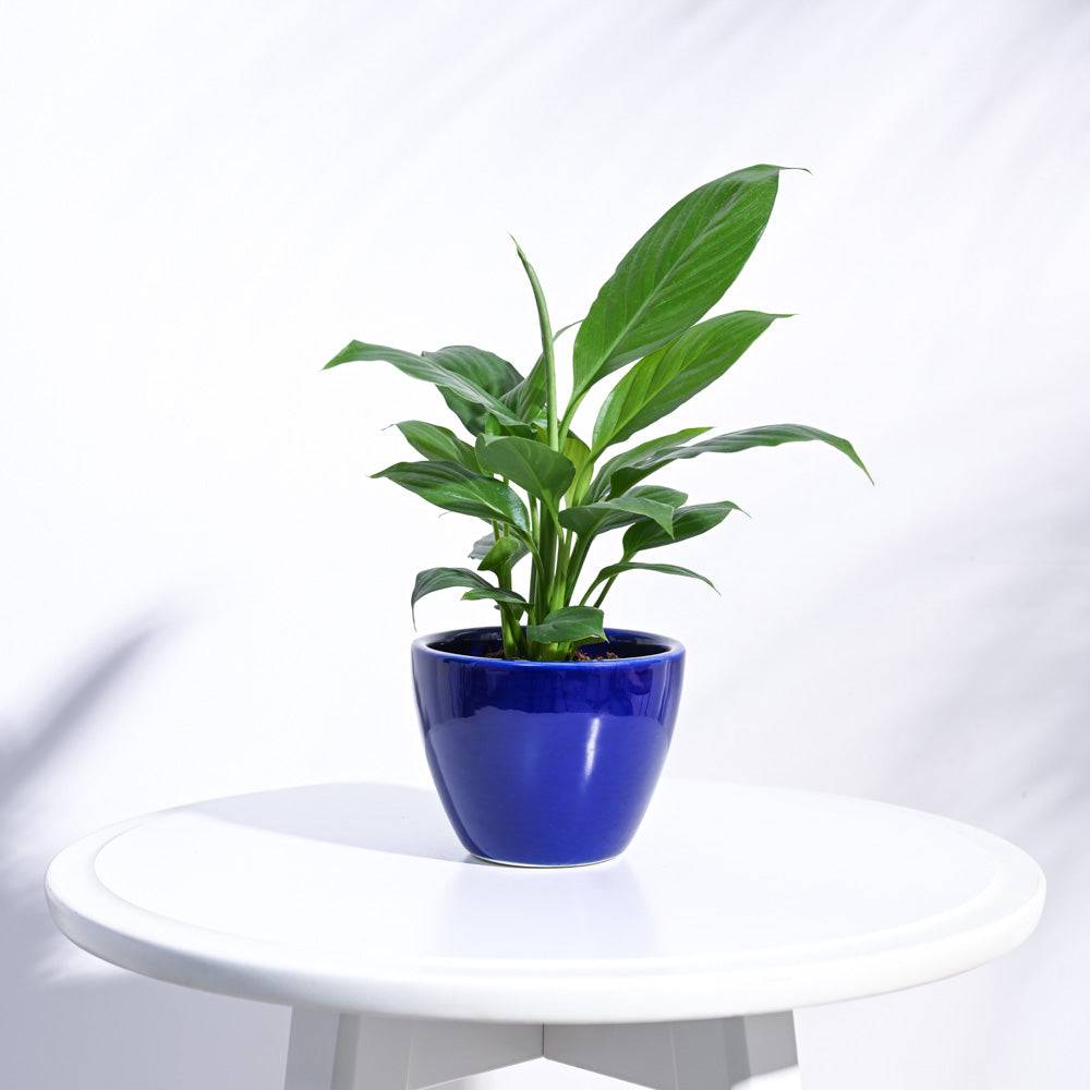 Apple Ceramic Pot (3.8 Inch Diameter)