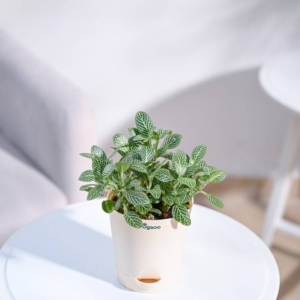 Fittonia Green Plant (Nerve Plant)
