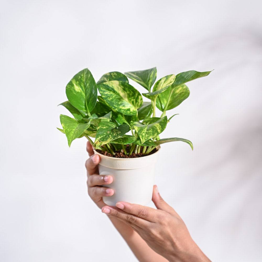 Money Plant Variegated