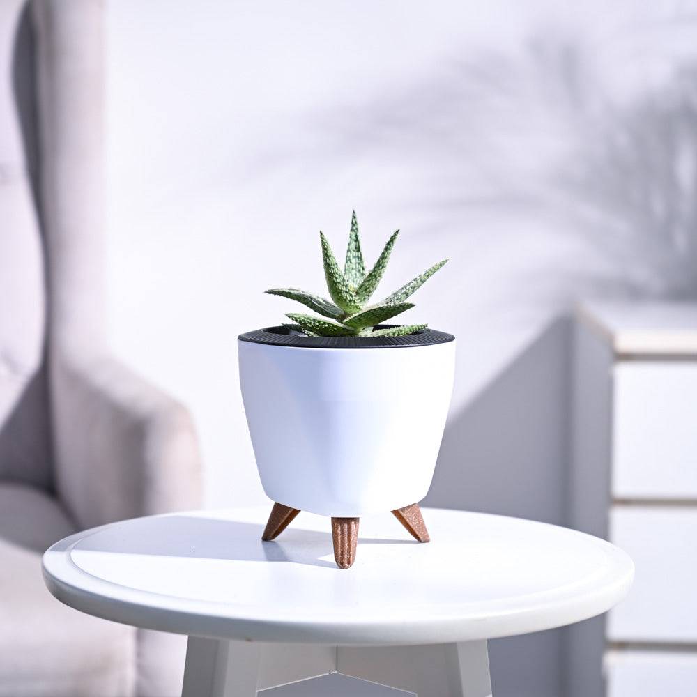 Aloe Blizzard Plant