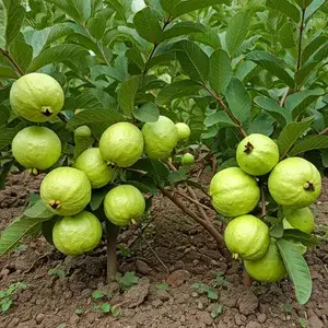 Seedless (Grafted) Madhuri Guava Hybrid Fruit Plant & Tree For Home Garden (Pack of 1) Buy @ ₹499